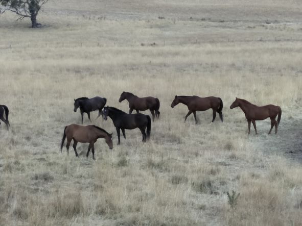 The Wallace Ashton Horse Sale
